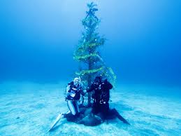 scuba_tree.jpg